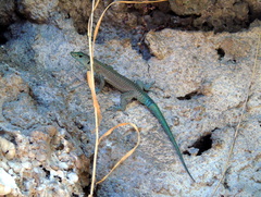 Dalmatolacerta oxycephala