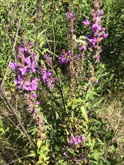 Lythrum salicaria