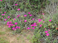 Carpobrotus quadrifidus
