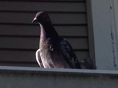 Columba livia domestica