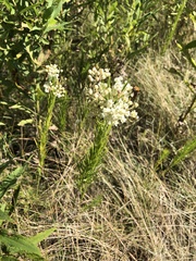 Asclepias verticillata