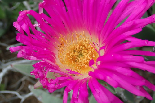 Image of Carpobrotus quadrifidus by no rights reserved