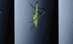 Orthoptera
