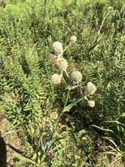 Eryngium yuccifolium