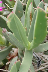 Carpobrotus quadrifidus