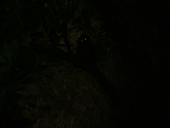 Ninox novaeseelandiae