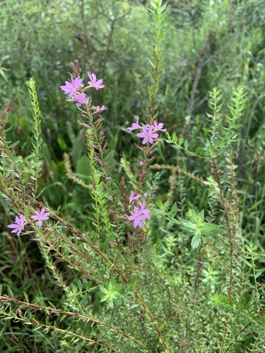 Lythrum alatum image