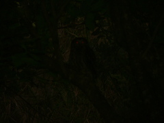 Ninox novaeseelandiae