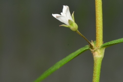 Scleromitrion diffusum