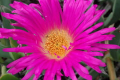 Carpobrotus quadrifidus