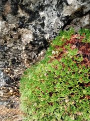 Saxifraga canaliculata