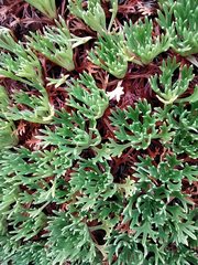 Saxifraga canaliculata