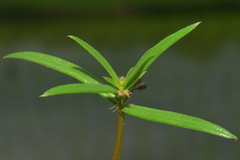 Scleromitrion diffusum