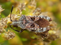 Merocoris distinctus