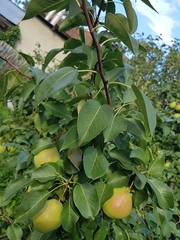 Pyrus ussuriensis