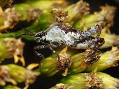 Merocoris distinctus