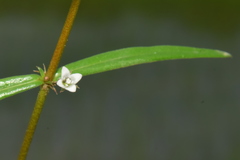 Scleromitrion diffusum