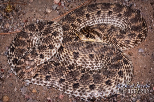 Mexican Hognose Snake