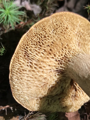 Boletus ochraceoluteus