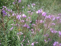 Chamaenerion colchicum