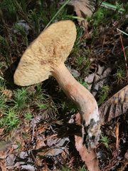 Boletus ochraceoluteus