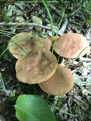 Boletus ochraceoluteus