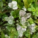 Clover Powdery Mildew - Photo (c) carnifex, some rights reserved (CC BY), uploaded by carnifex