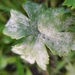 Buttercup Powdery Mildew - Photo (c) carnifex, some rights reserved (CC BY), uploaded by carnifex
