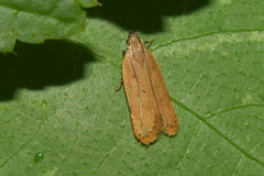Dichomeridinae
