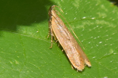 Dichomeridinae
