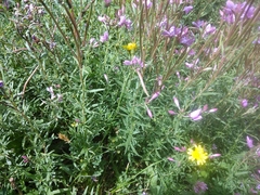 Chamaenerion colchicum