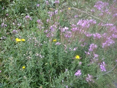 Chamaenerion colchicum