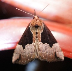 Hypena bijugalis