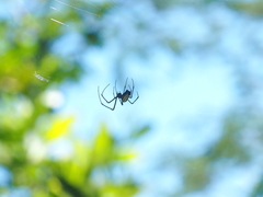 Leucauge celebesiana