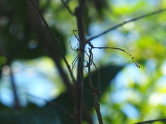 Leucauge celebesiana