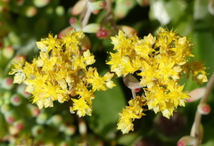 Sedum pachyphyllum