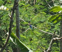 Halcyon cyanoventris