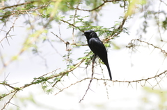 Melaenornis pammelaina