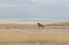 Connochaetes taurinus albojubatus