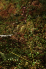 Dactylorhiza traunsteineri