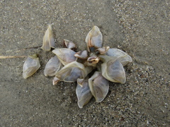 Dosima fascicularis