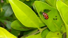 Alagoasa trifasciata