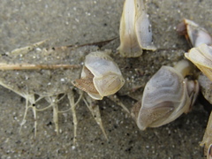 Dosima fascicularis