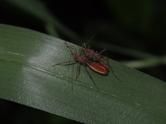 Phaenacantha bicolor