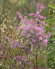 Erica nutans