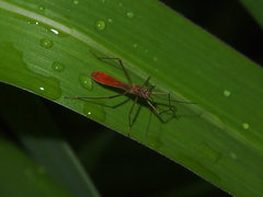 Phaenacantha bicolor