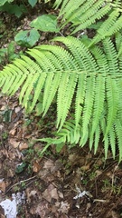 Matteuccia struthiopteris