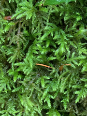 Pseudisothecium cristatum