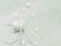 Meotipa spiniventris