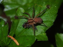Pardosa laura